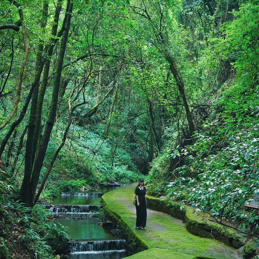 昆明周边｜青龙峡雨林徒步一日游！独家野生徒步新路线！每天可出发，亲子成人都可去，萌宠互动/秘境皮划艇/森林野餐/树攀体验/山野秘境中徒步，适合5岁-12岁的亲子家庭～五一端午路线提前预定！ 商品图14