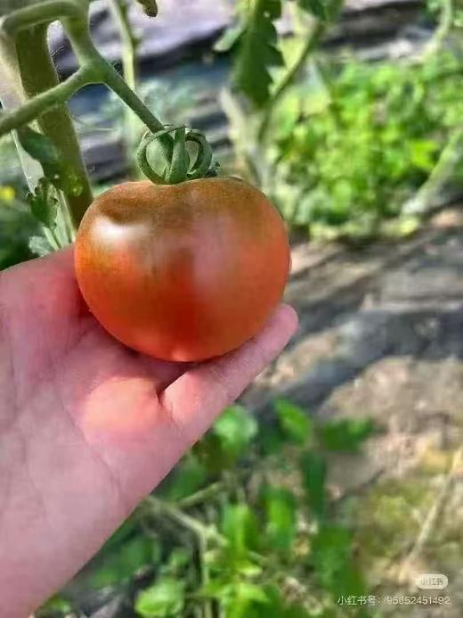 周二取货：【碱地草莓西红柿】一盒9两左右，酸甜清爽，一口爆汁，童年番茄味。 商品图1
