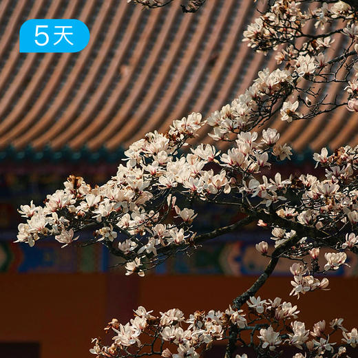 春季安吉+临安｜ 浙江天目山脉 28公里轻徒步 采春茶挖春笋 16人小团 5日 商品图5