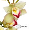 兰花 | 大花蕙兰超级小绿（如有轻微瑕疵不售后，如出现报损按花头赔付） 商品缩略图4