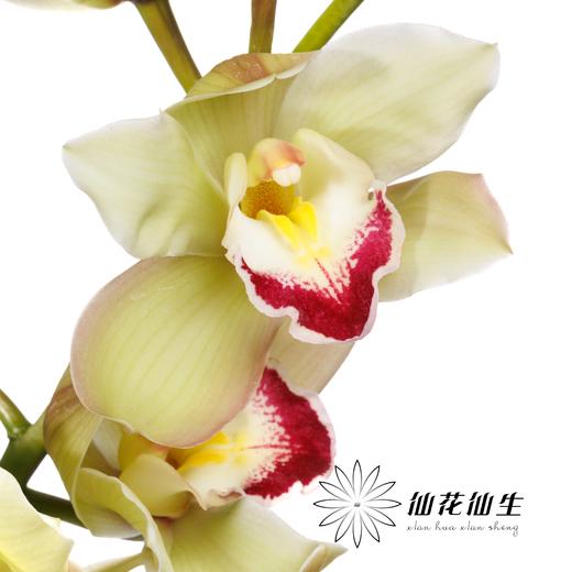 兰花 | 大花蕙兰超级小绿（如有轻微瑕疵不售后，如出现报损按花头赔付） 商品图4