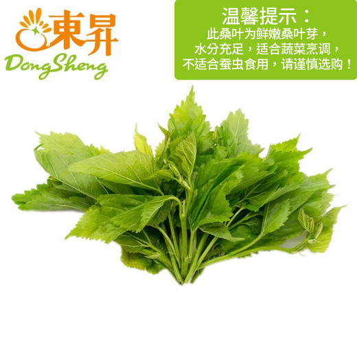 东升农场  鲜桑叶  、桑椹叶、黄桑叶  新鲜配送250G（非蚕虫食用） 商品图0