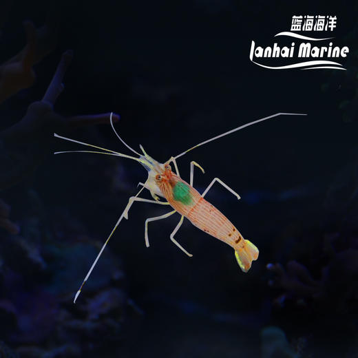 金脚薄荷虾 商品图0