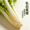 杭白菜（1份，约500g） 商品缩略图1