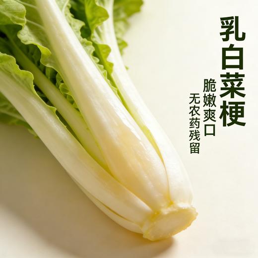 杭白菜（1份，约500g） 商品图1