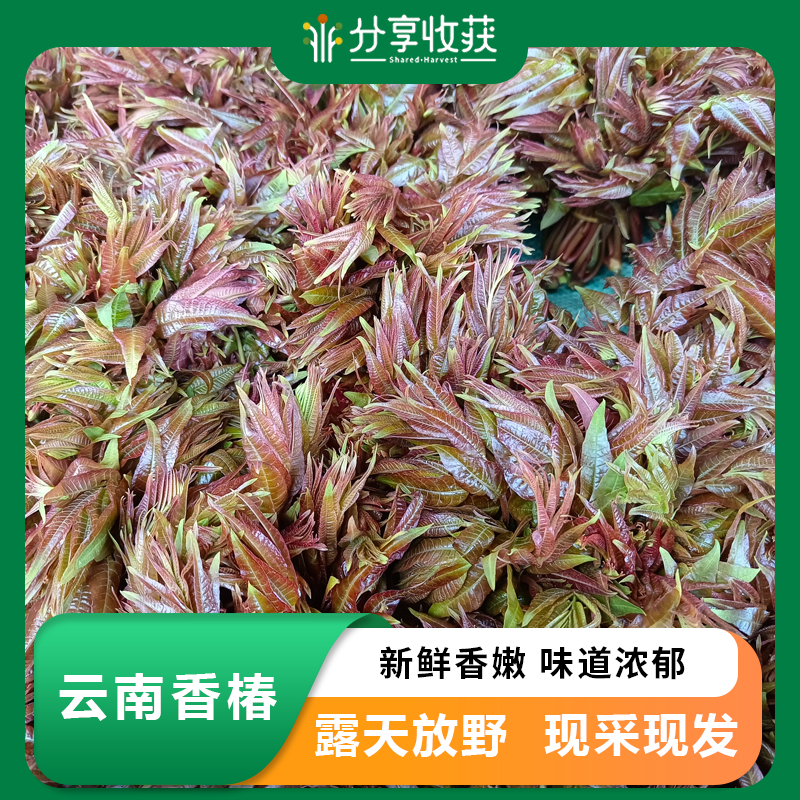 云南香椿 | 新鲜香嫩 味道浓郁 |下单3天左右 |公平贸易 | 基地直发包邮*Yunnan Toona sinensis