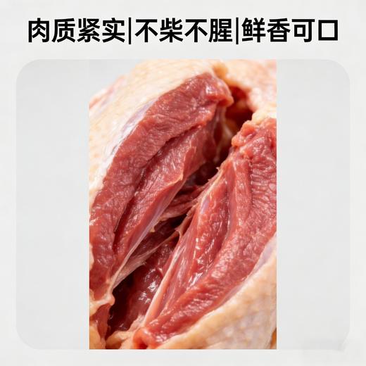 东滩林下散养麻鸭 商品图2