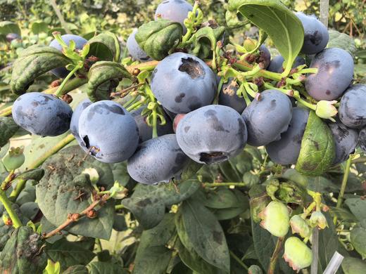 花香蓝莓（桶装）仅限衢州地区 商品图2