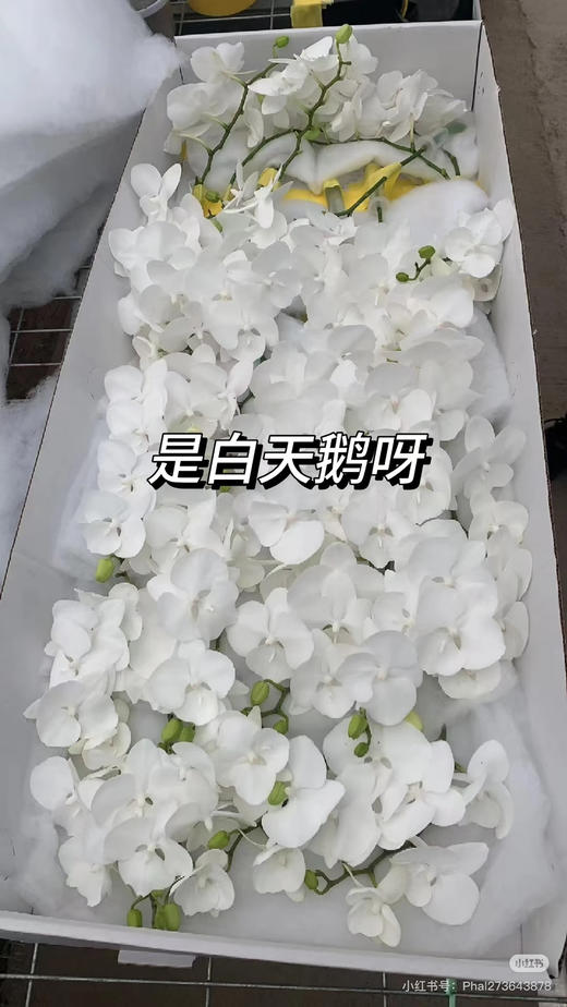 小天鹅蝴蝶兰1支 商品图1