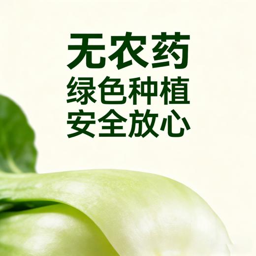【每周特惠】生态蔬菜超值体验套餐-（青菜 杭白菜 油麦菜各一斤） 商品图2