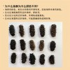 鲜食海参 | 源自北纬39°黄金海域 8-10头超大规格 自然底播 肉质肥厚 个头均匀饱满 参刺坚挺粗壮 肉质紧实不松散 商品缩略图2