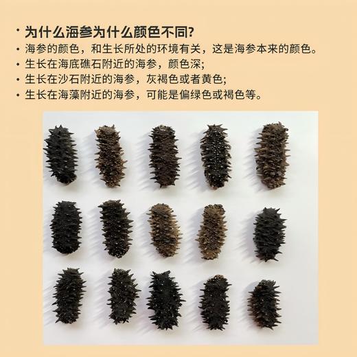 鲜食海参 | 源自北纬39°黄金海域 8-10头超大规格 自然底播 肉质肥厚 个头均匀饱满 参刺坚挺粗壮 肉质紧实不松散 商品图2