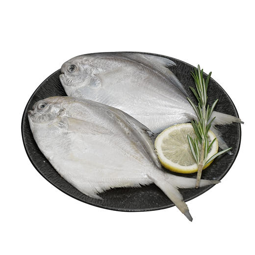 舟山野生银鲳鱼 | 黄金海域活鲜捕捞 急冻锁鲜 全国唯一天然野生银鲳渔场 肉质饱满嫩而不散 刺少肉厚 细腻如蒜瓣 入口鲜甜回甘 商品图6