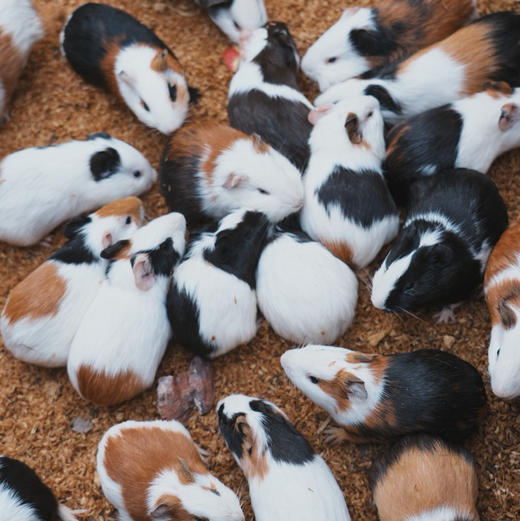 昆明周边｜青龙峡雨林徒步一日游！独家野生徒步新路线！每天可出发，亲子成人都可去，萌宠互动/秘境皮划艇/森林野餐/树攀体验/山野秘境中徒步，适合5岁-12岁的亲子家庭～五一端午路线提前预定！ 商品图6