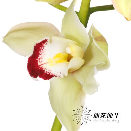 兰花 | 大花蕙兰超级小绿（如有轻微瑕疵不售后，如出现报损按花头赔付） 商品图2