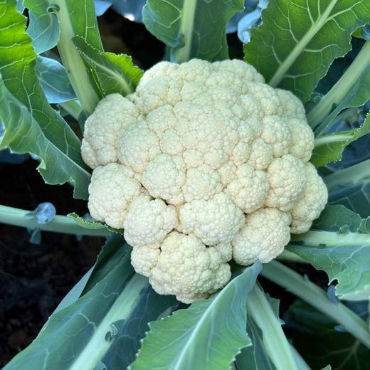 【白花菜/西兰花 买3斤赠1斤、实发4斤】湖南邵阳 生态种植蔬菜 蔬菜包【 西兰花，白花菜，油菜苗，上海青，生菜，小白菜，胡萝卜，白萝卜，莴笋，芹菜等】 商品图1