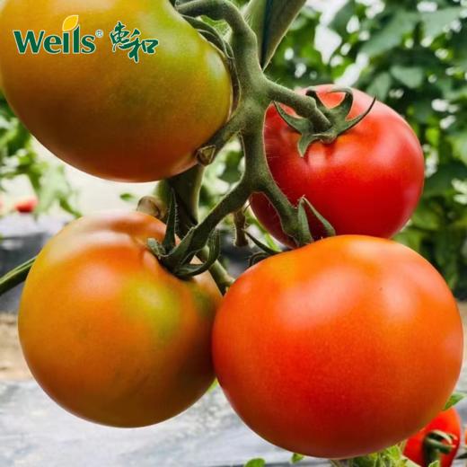 「专业种子」美味941 番茄杂交种子 无限生长型，粉红色，青肩明显，果重220-250g 商品图0