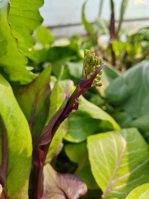 红菜苔500g 商品图7