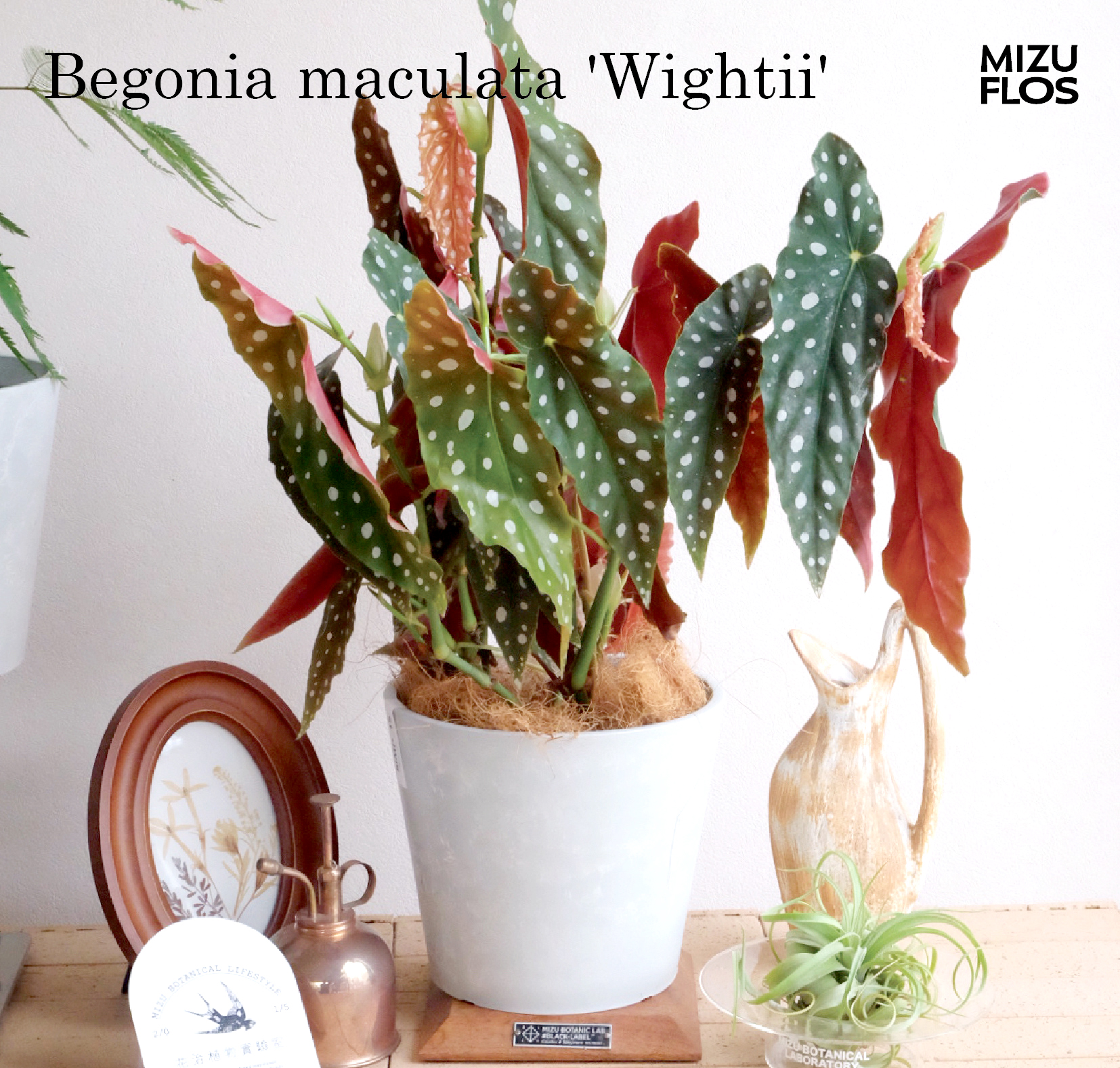 鳟鱼秋海棠｜Begonia maculata 'Wightii' (北京同城闪送）