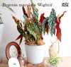 鳟鱼秋海棠｜Begonia maculata 'Wightii' (北京同城闪送） 商品缩略图0