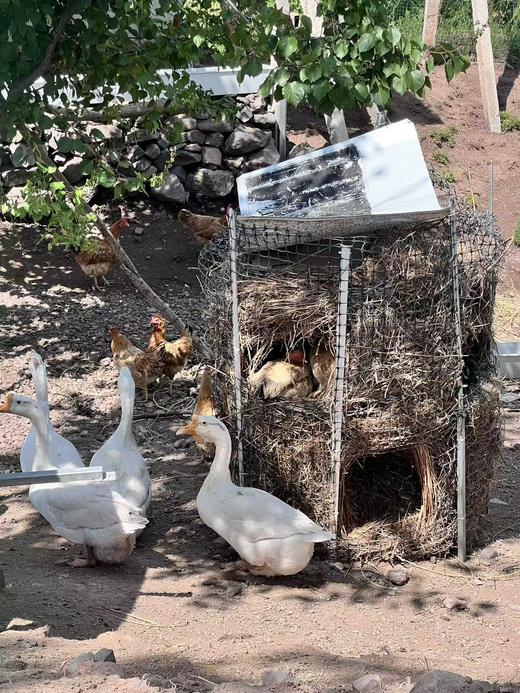 【撒欢谷农场】新鲜山鸡鸡蛋 散养 营养新鲜 生态自然 （限北京） 商品图3