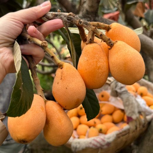 米易枇杷 | 正宗攀枝花米易枇杷 果大肉硬 脆甜多汁 1600米高原种植 不催熟不打膨大剂 自然成熟好味道 商品图8