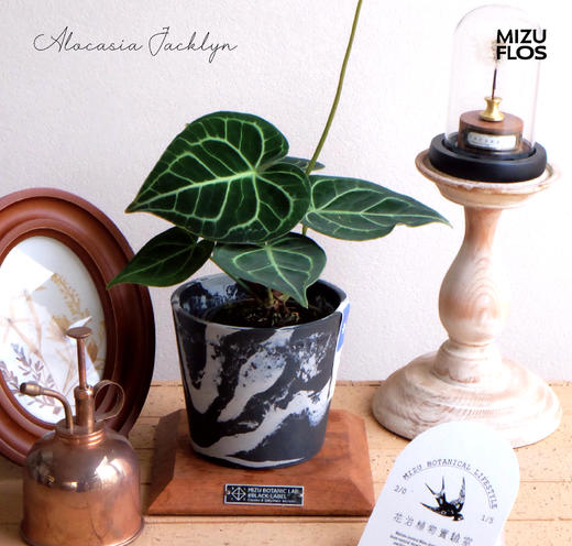 花治植物精选-克莱恩水晶花烛（全国快递） 商品图0