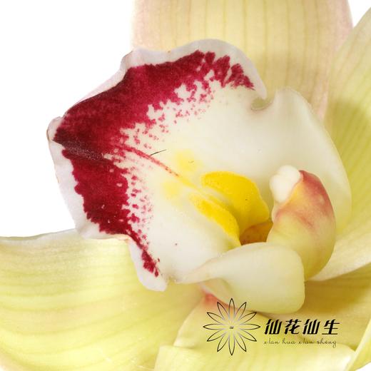 兰花 | 大花蕙兰超级小绿（如有轻微瑕疵不售后，如出现报损按花头赔付） 商品图3