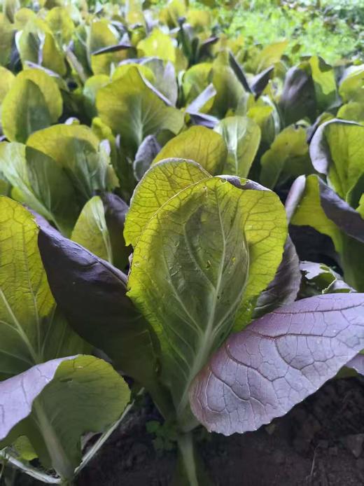 【5件包邮】酵素农法蔬菜丨5件起包邮（卓园） 商品图9