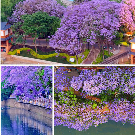 6天【梦幻云南】螺髻温泉瀑布、元谋土林、东川红土地、建昌古城、昆明·西昌蓝花楹、凤凰花、索玛花、高山杜鹃 商品图5