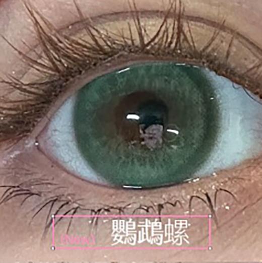 KiraFairy 鹦鹉螺 日抛 十片 14.5mm 参考着色 13.9mm 基弧 8.5 含水 40% 新锐国货 商品图0