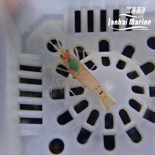金脚薄荷虾 商品图5