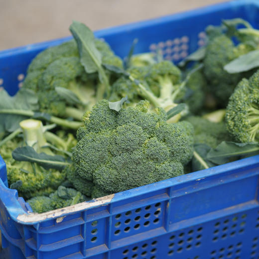 【白花菜/西兰花 买3斤赠1斤、实发4斤】湖南邵阳 生态种植蔬菜 蔬菜包【 西兰花，白花菜，油菜苗，上海青，生菜，小白菜，胡萝卜，白萝卜，莴笋，芹菜等】 商品图2