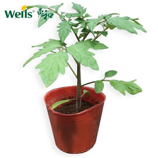 「专业种子」好美 番茄专用砧木品种 长势强，生育后期也能一直维持很好长势 商品图0