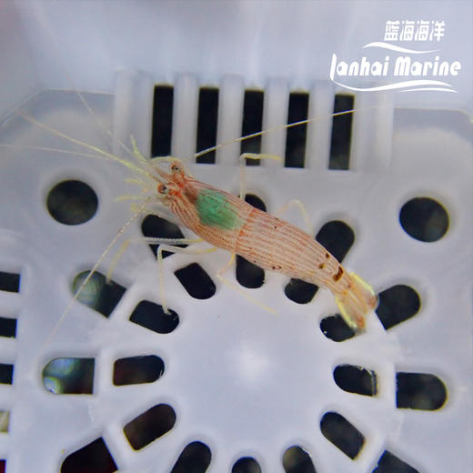 金脚薄荷虾 商品图1