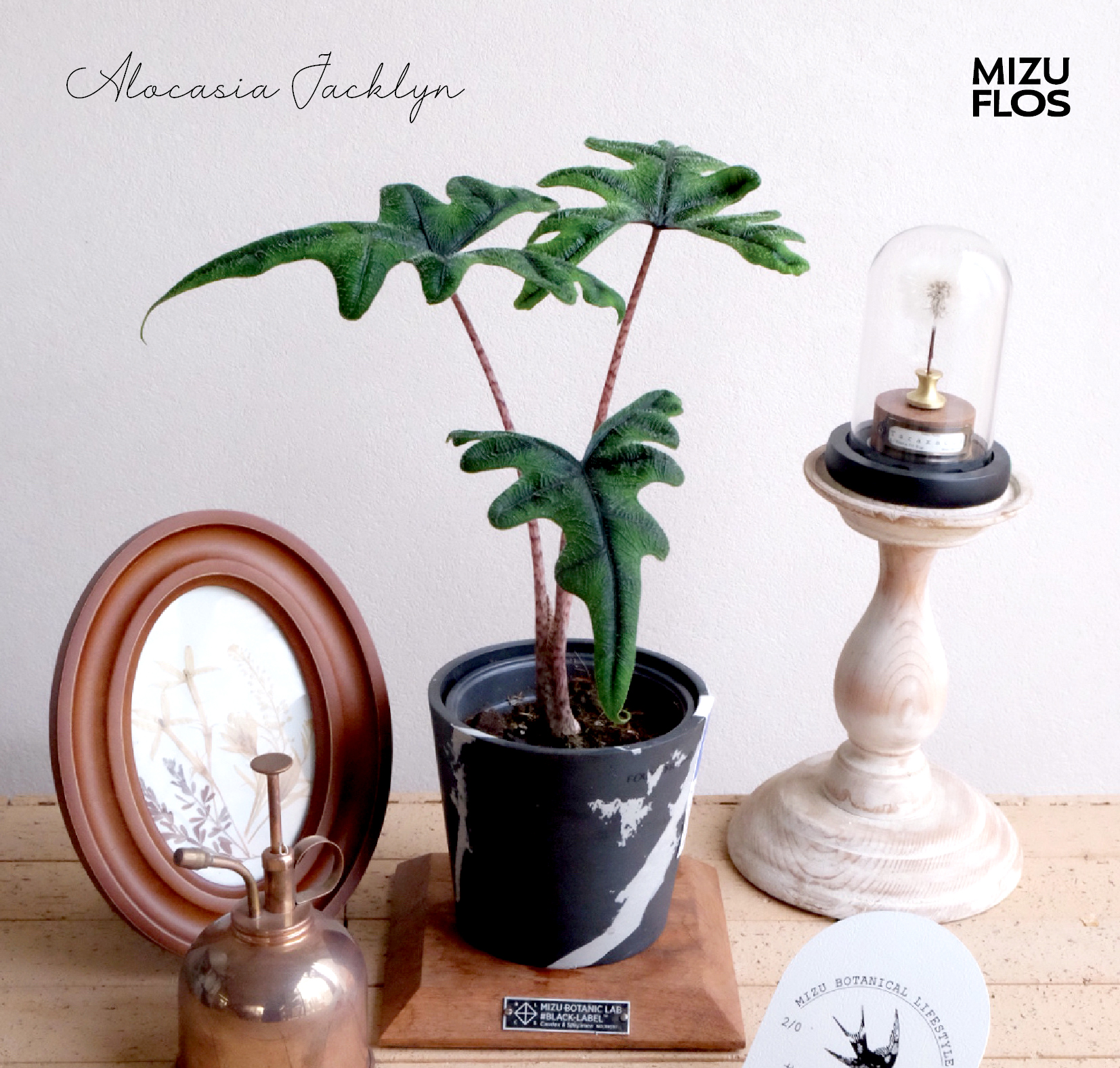 杰克林海芋 Alocasia Jacklyn （全国快递）