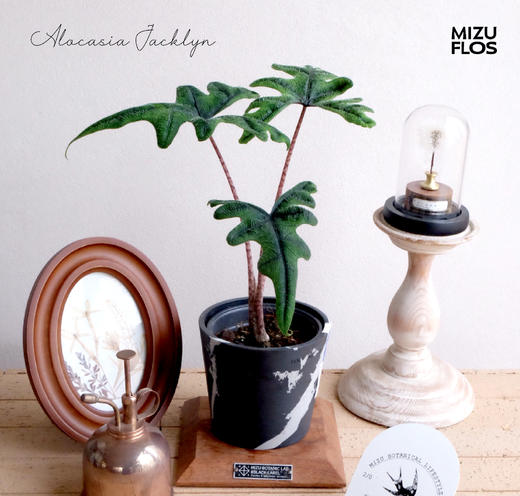 杰克林海芋 Alocasia Jacklyn （全国快递） 商品图0