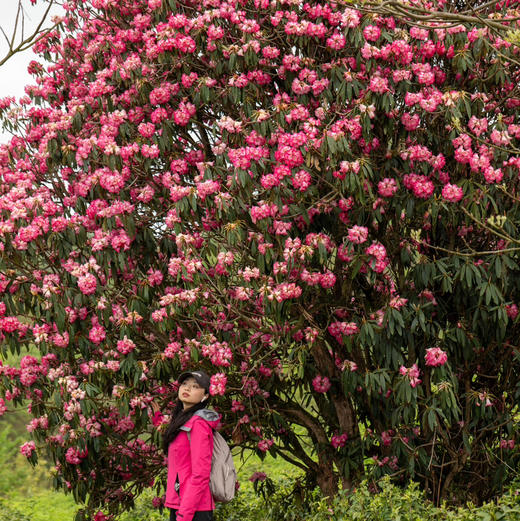 4天【贵州百里杜鹃】百里杜鹃野线+网红羊皮洞+乌江密道轻徒步 商品图4