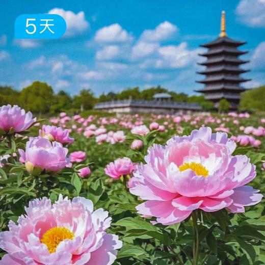 春季老君山+嵩山｜四月洛阳牡丹季 34公里徒步 徒步+赏花+人文 5日 商品图0