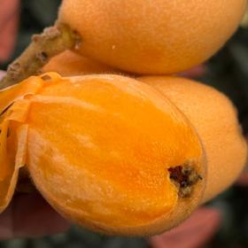 攀枝花米易枇杷#果香浓郁多汁，高糖口感丰富，早春尝鲜，营养丰富