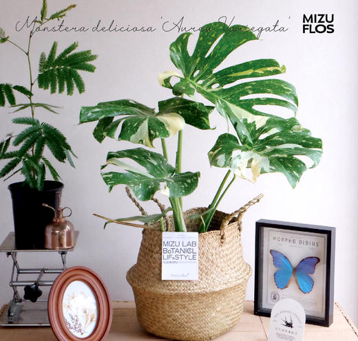 花治特别植物--洒金龟背竹 （北京地区闪送） 商品图0