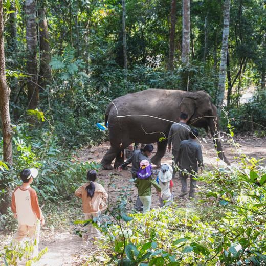 五一特期 | 西双版纳，丛林王国里的人与自然 5天4晚 商品图8