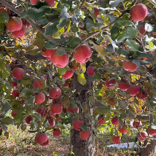 云相思 新疆阿克苏樱桃苹果 商品图1