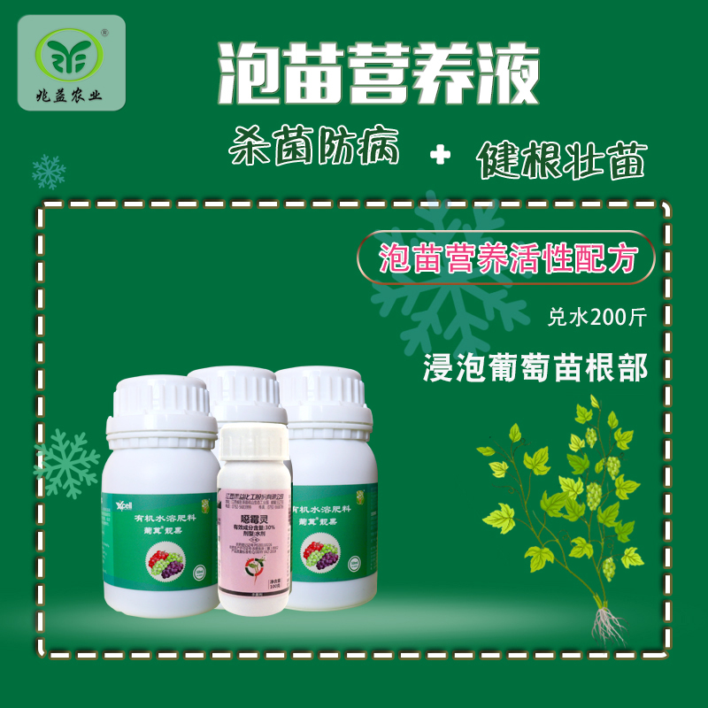 栽植小苗浸泡营养液，促进萌发新根