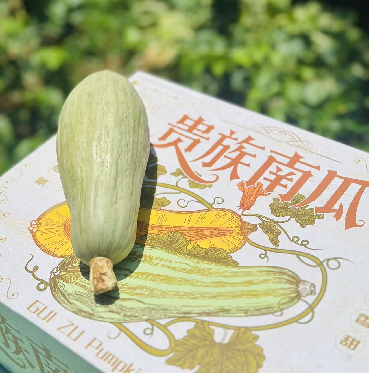 新疆贵族南瓜| 有名头的—新疆贵族南瓜 绿白色的皮，金黄果肉，粉糯香甜，恰似板栗更胜板栗，无论蒸烤煮粥，都有完美的的口感，中午午饭就是你了～