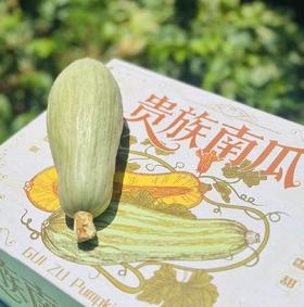 新疆贵族南瓜| 有名头的—新疆贵族南瓜 绿白色的皮，金黄果肉，粉糯香甜，恰似板栗更胜板栗，无论蒸烤煮粥，都有完美的的口感，中午午饭就是你了～