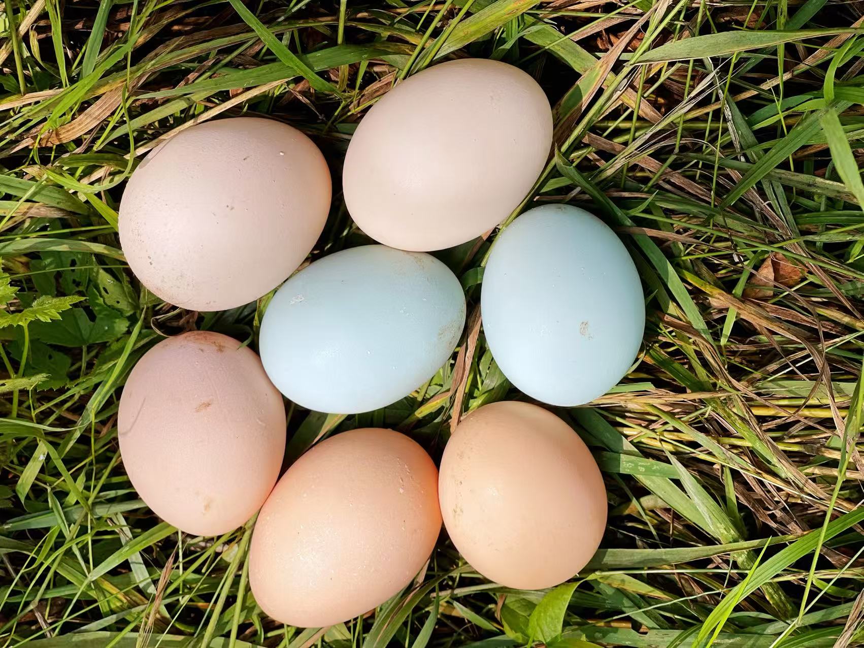 【撒欢谷农场】新鲜山鸡鸡蛋 散养 营养新鲜 生态自然 （限北京）