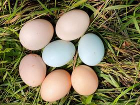 【撒欢谷农场】新鲜山鸡鸡蛋 散养 营养新鲜 生态自然 （限北京）
