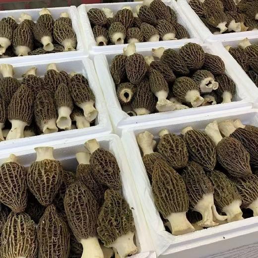 新鲜羊肚菌礼盒 商品图2