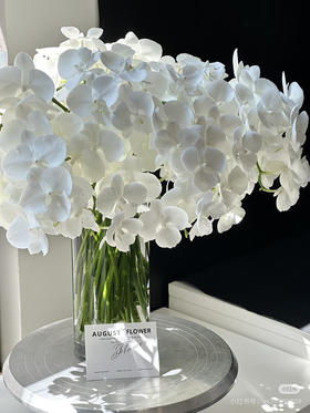 小天鹅蝴蝶兰1支